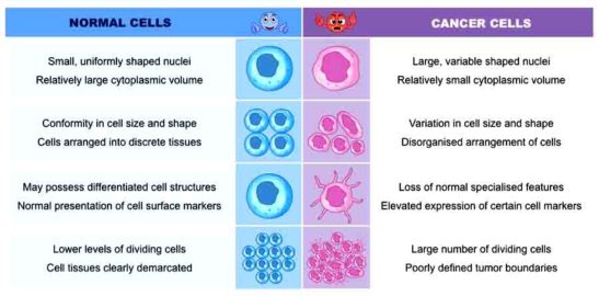 normal cells vs cancer-cells