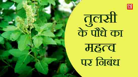 Tulsi Plant Hindi
