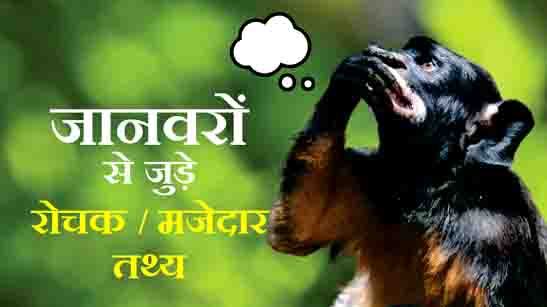 Amazing Animal Facts Hindi
