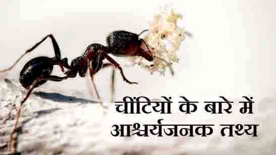 Facts About Ants In Hindi