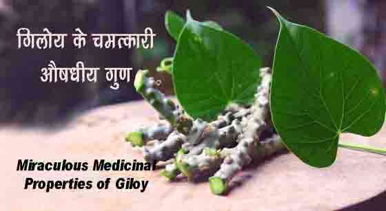Miraculous Medicinal Properties of Giloy