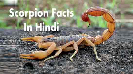 Scorpion Facts In Hindi