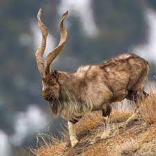 hunza valley animal facts in hindi 