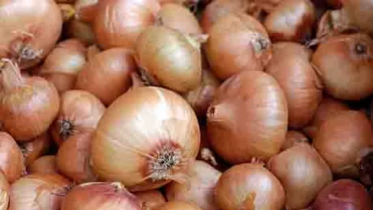 Onions - spoiled when refrigerated
